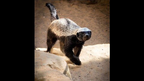 Honey badger is the bravest animal that attacks even lions