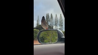 Dole Plantation Bird