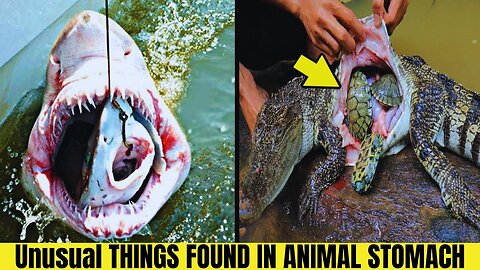 8 Weirdest Things Ever Found Inside Animals || Strange Things
