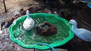 Indian Runner Ducks in their pond 28/06/2020