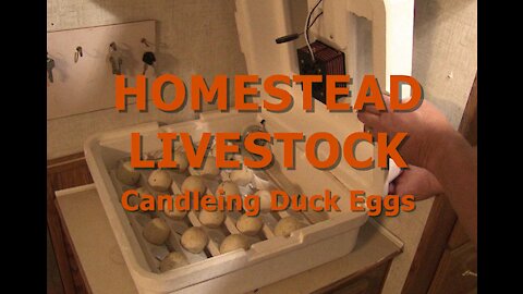 CANDLEING DUCK EGGS