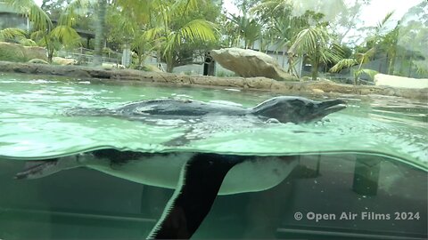 PENGUIN POOL PARADISE AT SYMBIO ZOO