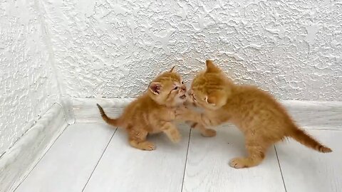 Kitten fight - mother cat punishes her kittens