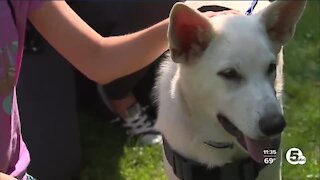 Richmond Heights police using new K-9 to help comfort crime victims