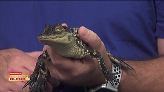 Florida Aquarium | Morning Blend