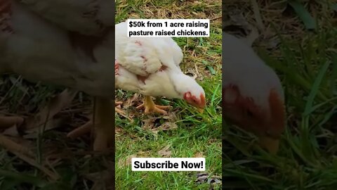 Follow this season as I show how to raise meat chickens on 1 acre of land