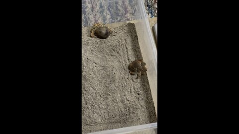 Hermit Crabs from the nearby beach here in Costa Rica. ☀️🌊🏖️