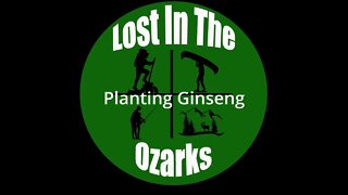 Planting American Ginseng