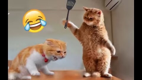 Funny Animals | Silly Cats | Hilarious Dogs | Cute Babies | Part1🤣😂#viralvideos #funny #funnyanimals