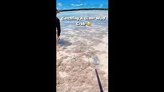 Catching Giant Mud Crab: A Beginner's Guide