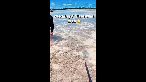 Catching Giant Mud Crab: A Beginner's Guide