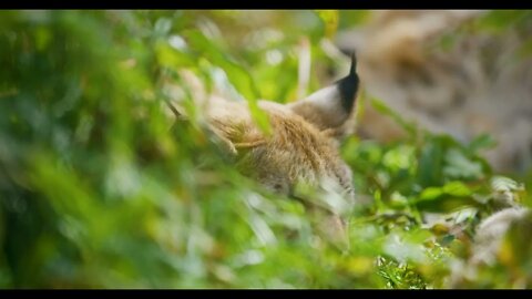 Close up of european lynx lying in the grass resting