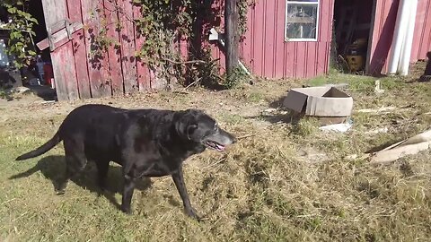 Oh No! My Dog Fell in a Hole on My Tennessee Holler Farm (4K HD ASMR)