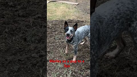 #viral #shorts #short #shortvideo #puppy #dog #pets #blueheeler #herdingdog