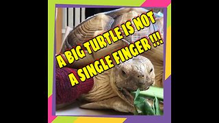 A BIG TURTLE IS NOT A SINGLE FINGER