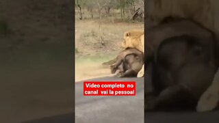 animais selvagens leão ataca búfalo na estrada #shorts