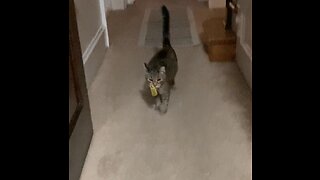 Chewy playing fetch