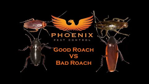 Good roaches VS Bad Roaches #whatbugsme