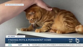 Pet of the Week: Armando