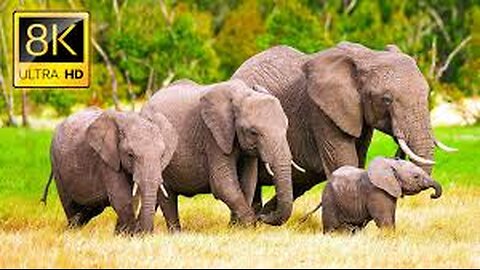Welcome To The Elephant Oasis | Natural World Forest Elephants.