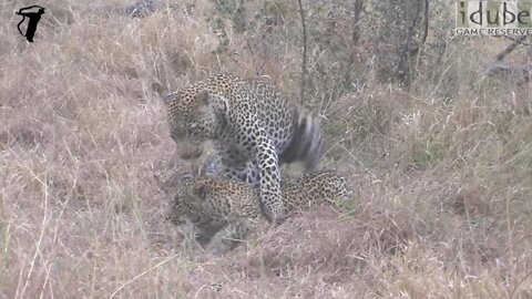 WILDlife: Pairing Leopards in the Morning