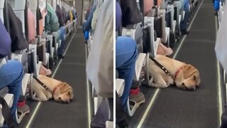 Dog Sleeps In Aisle During Airplane Ride
