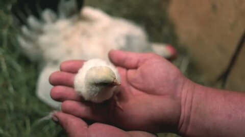 Hand holding baby chick Newborn chick in male hand Raising baby chicks