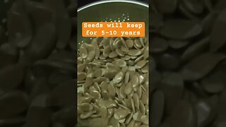 Pumpkin Seed Drying