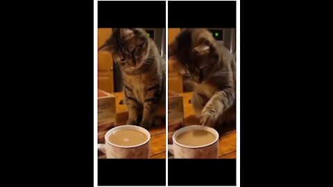Little Cat Drink my coffee.