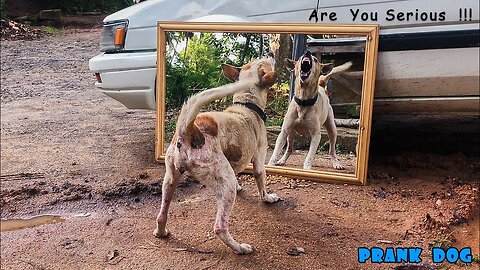 So much fun! Angry Dogs 🐕 👿 Mirror Fight. The funniest