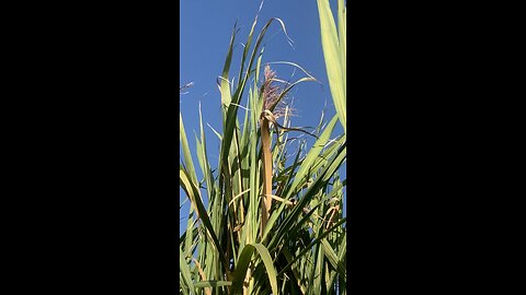 Sugarcane seeds