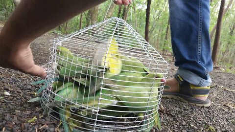 Releasing 13 Parrots | in west Bengol