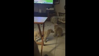 Kitty attacks Buba