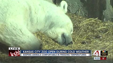 Kansas City Zoo open despite below-zero temperatures