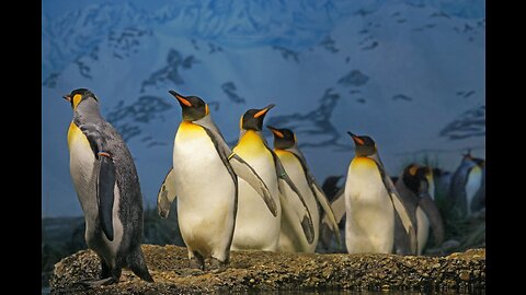 the kingdoms of the Penguins