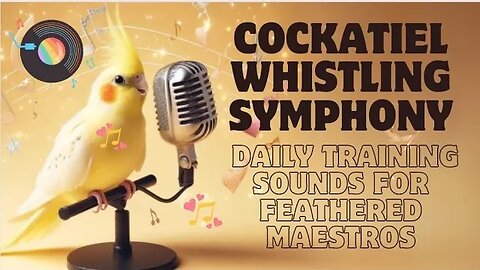 Cockatiel Whistling Symphony: Daily Training Sounds for Feathered Maestros 🎶🦜