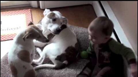 Funny cute dogs and kids