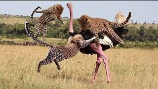 Amazing...Maasai Tribe Tries to Steal Eggs When Mother Ostrich Chasing Cheetah - Lion vs Giraffe