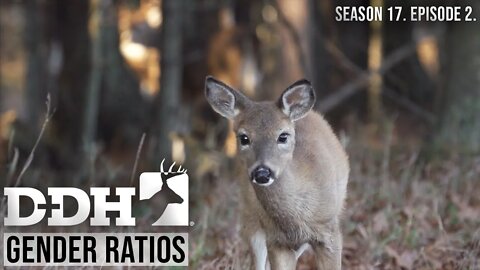 Gender Ratios | Deer & Deer Hunting TV