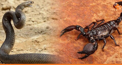 Poison Snack Scorpion Tarantula Centipede