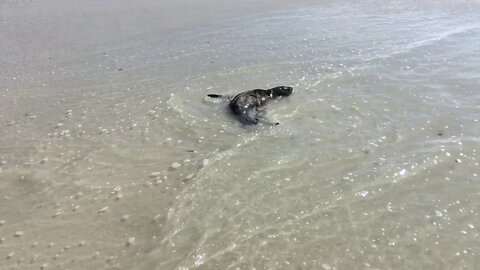 Seal puppy at the beach