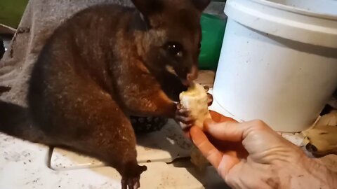 Bandit, The Australian Possum, Having some food and a pat ( Video 16 )