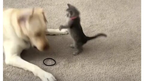 my cat harassed the dog funny video don't miss end 😂🤣don't laugh 😁 😁 😁