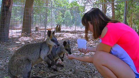 Feeding Cute Wallabies Wild Australian Animals Video Western Australia