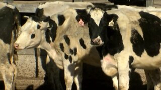 Efforts underway to bring students into Wisconsin's dairy industry, as state sees fewer farms