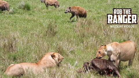 Lions With a Meal Surrounded By Hyenas | Maasai Mara Safari | Zebra Plains