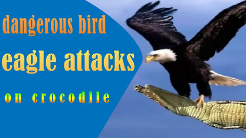 The Best Of Eagle Attacks | Most Amazing Moments Of Wild Animal Fights | Wild Discovery Animals
