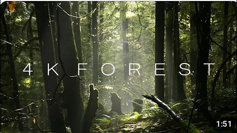 4K Forest - Cinematic Forest - 4K Nature Video Ultra HD