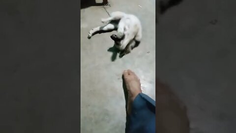 Time to play 🥰| cute puppy dog video 😍| #shorts #whatsappstatus #puppy #baby #dogs