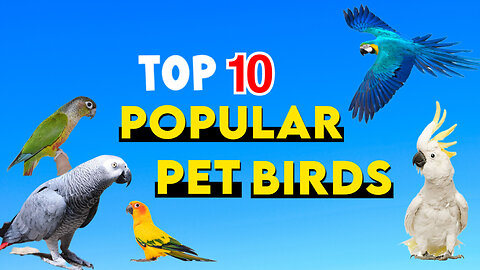 Top 10 popular pet birds